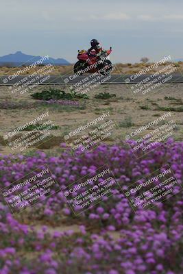 media/Jan-14-2023-SoCal Trackdays (Sat) [[497694156f]]/Turn 14 Exit Bloomig (145pm)/